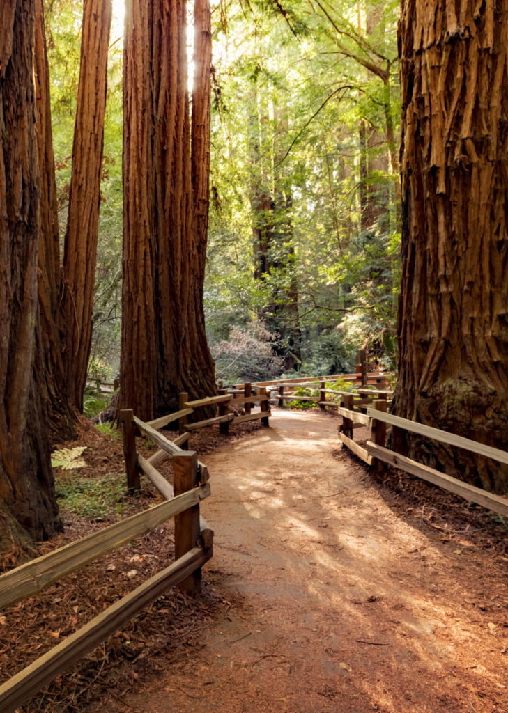 A trail winds through large dense redwood trees for Therapyology. We offer summer camps for teens in California, mental health services, and more. Contact us to learn about our summer camps for teenagers in Michigan as well!
